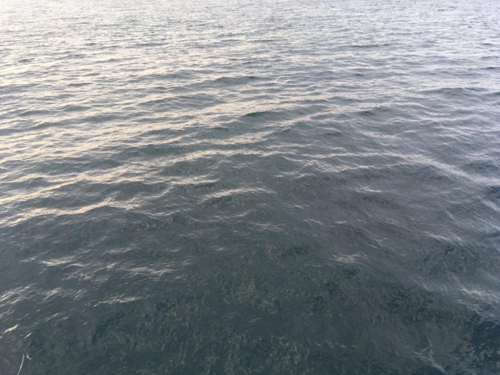 初めてのカゴ釣り