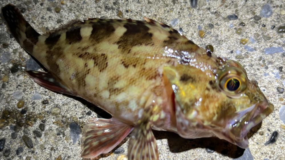 ランカーと五目