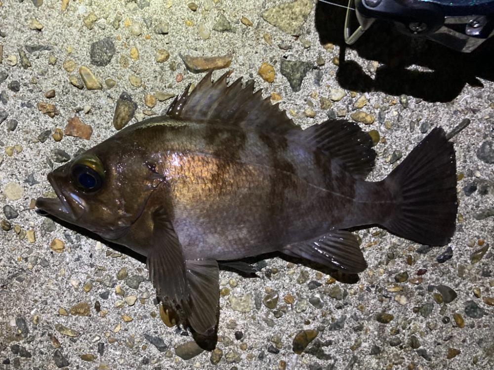 秋のライトゲーム