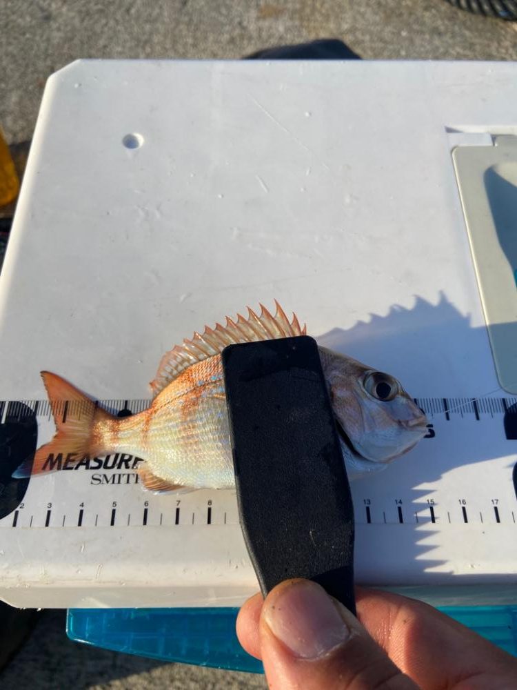 ちょい投げシロギスタの午後から8目DAY