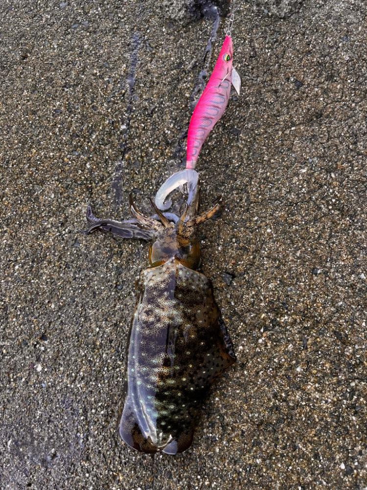 沖の潮目を感じて