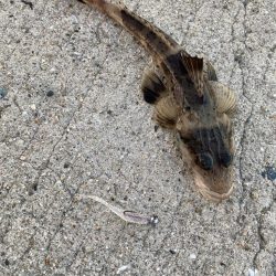 アジング2回目で初つ抜けと珍ゲスト