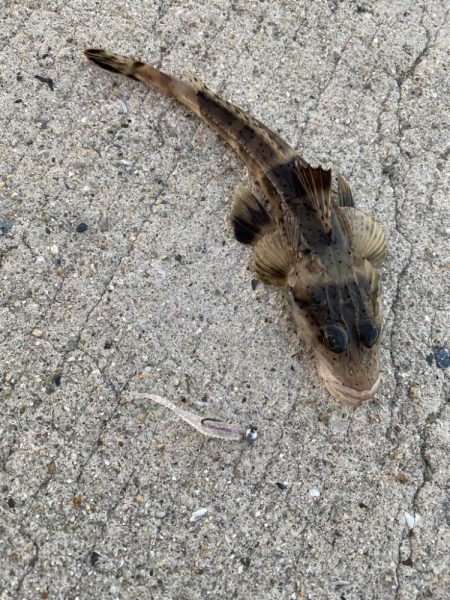 アジング2回目で初つ抜けと珍ゲスト