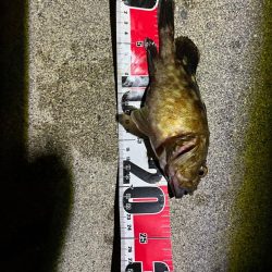 冬のライトゲーム