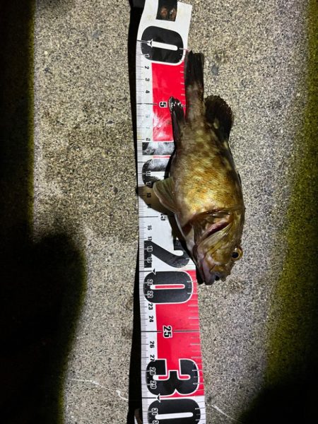 冬のライトゲーム