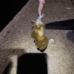 エギングと遠投サビキ１日目