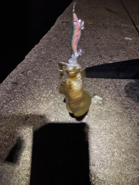 エギングと遠投サビキ１日目