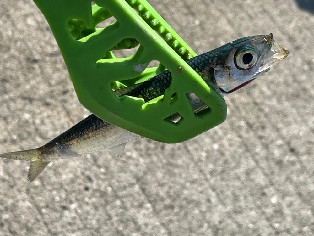 嫁さんと釣り|小物が大漁！