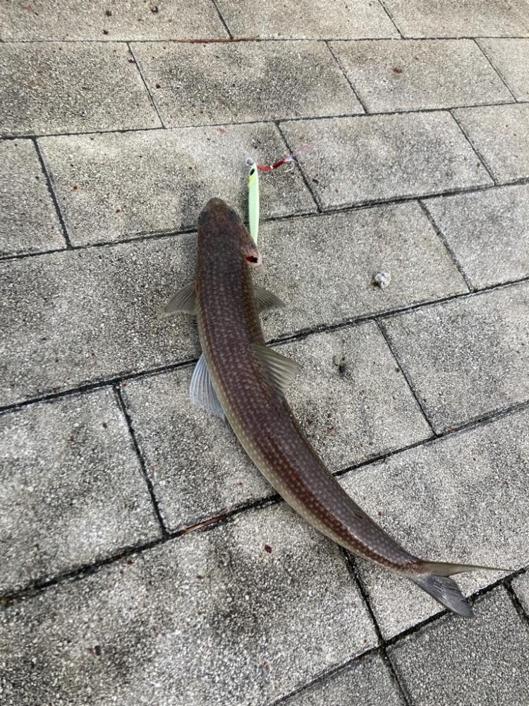 湾奥水潮。。ワンチャン青牙72cm。。。