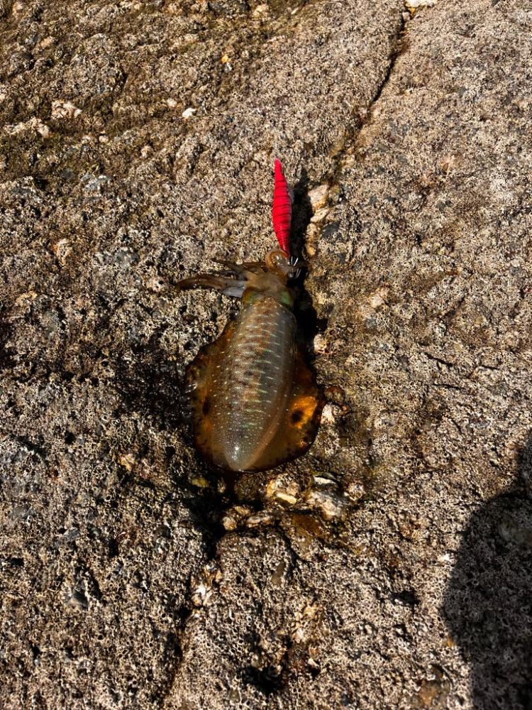 なんだか活性高め⁉︎