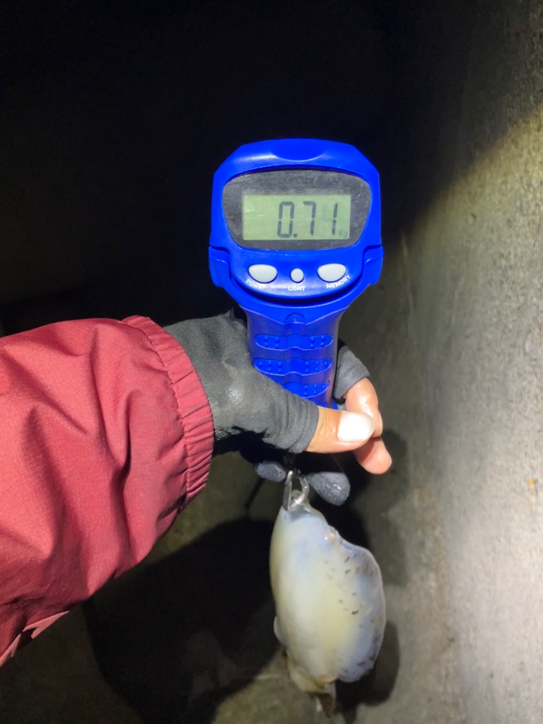 ナイトエギング 潮が動けばアオリ🦑釣れる(^.^)