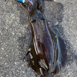 秋のランガンエギング