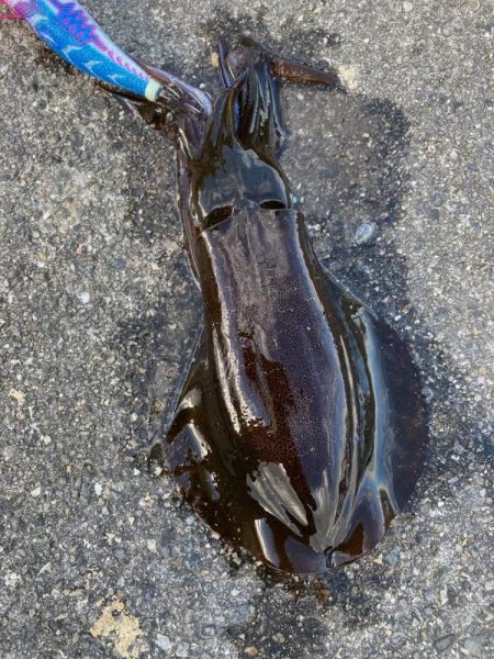 秋のランガンエギング