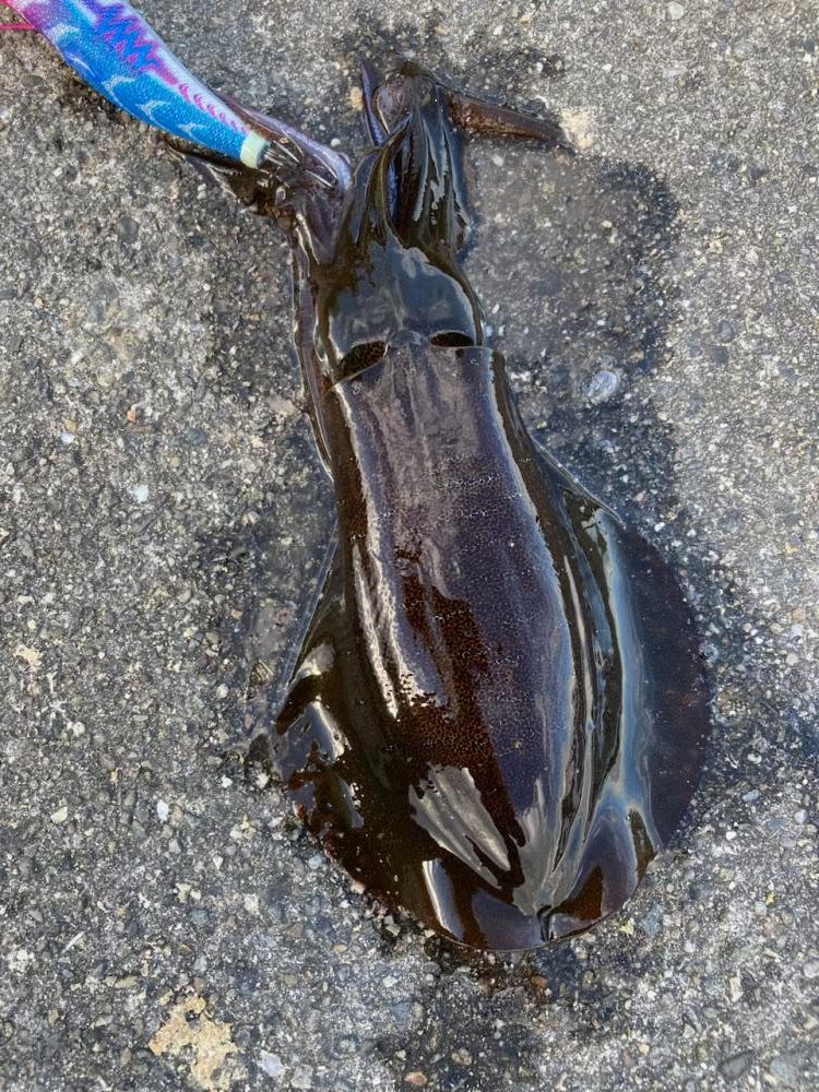 秋のランガンエギング