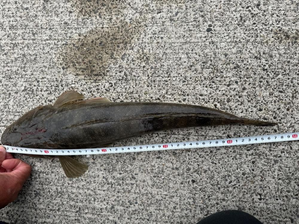 マゴチとヒラメ