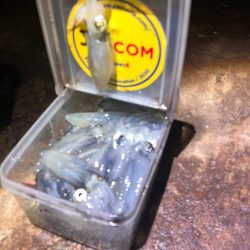 ヒイカ釣り🎣ミミイカも釣れ…