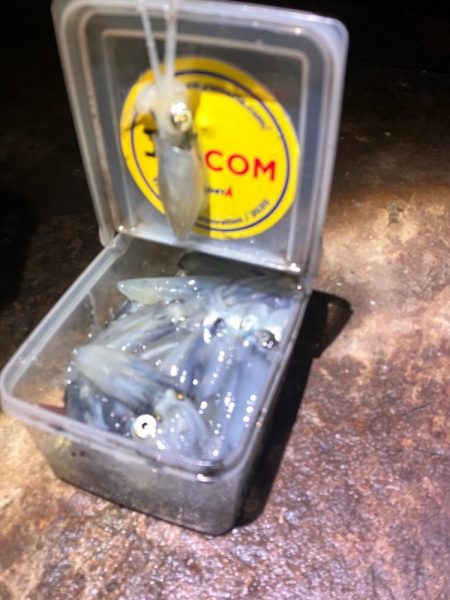 ヒイカ釣り🎣ミミイカも釣れ…