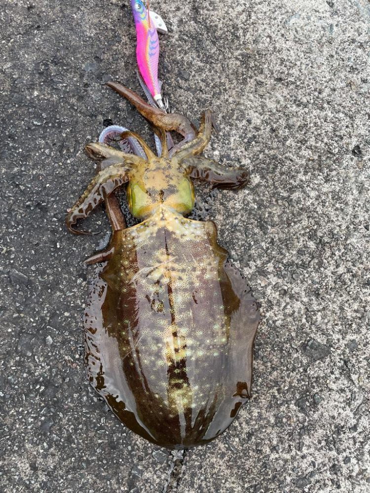 2023 佐渡ヶ島エギング 60回目【11月26日】