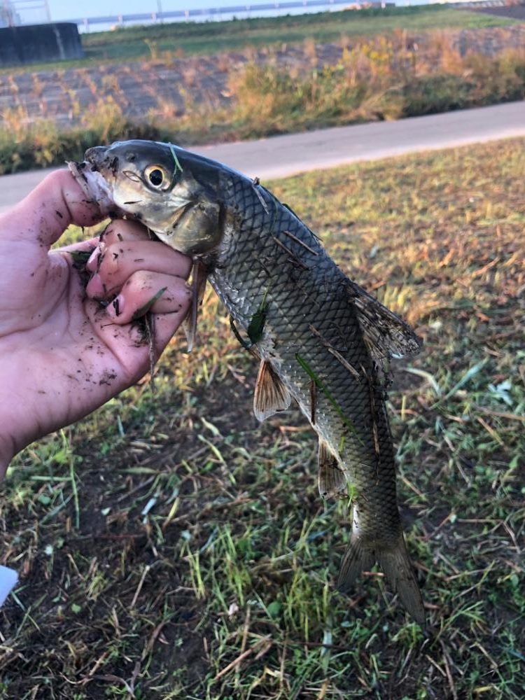 バス釣りという名のナマズ釣り
