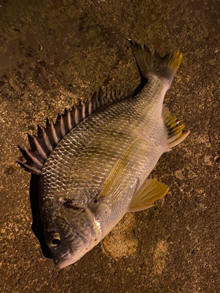 ヘチってきました