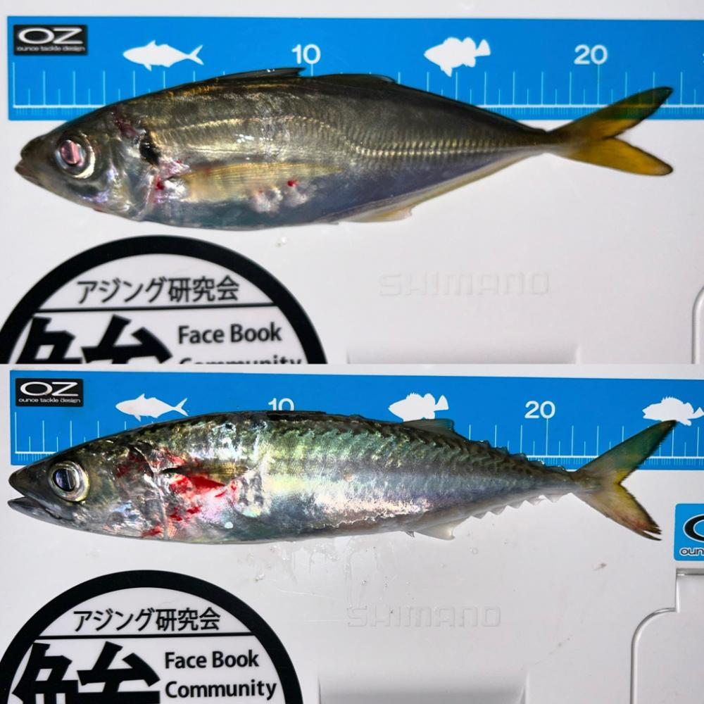 刀狩りに行ったのに・・・