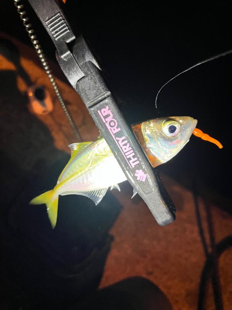 まだまだアジ釣れます✨