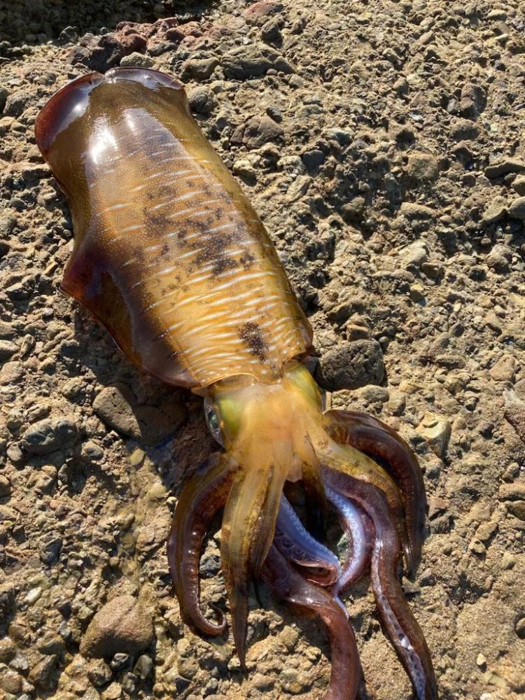 秋イカ!びっくり!キロオーバー!!