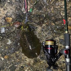 日本海遠征 エギング