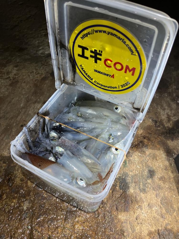 ヒイカ調査②(^｡^)