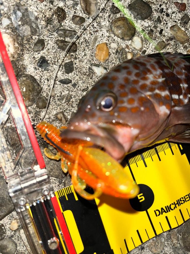 2ヶ月ぶり　アコウ