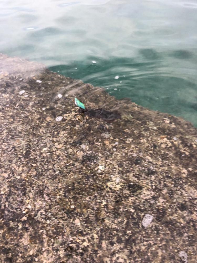 【白浜〜田辺エリア】ランガン2日目