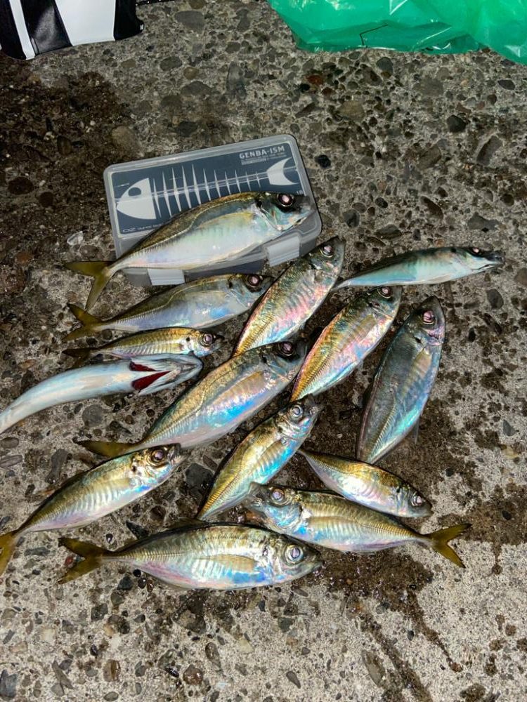 アジングでデカあじ狙い in 関電波止