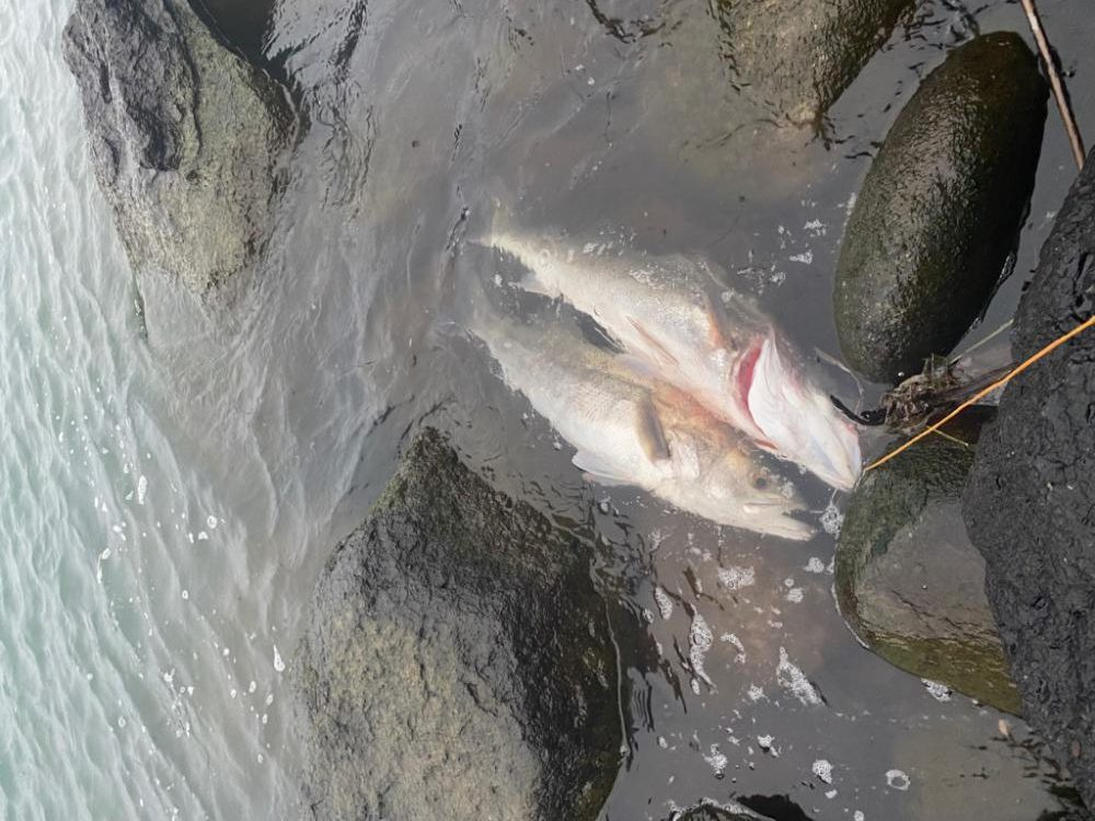 ランカーシーバス連続と良型のアオリ