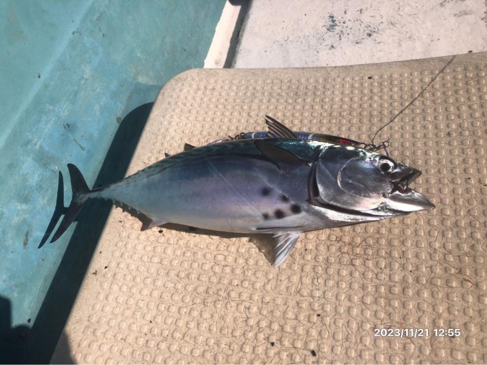 11/21 伊島沖ジギング