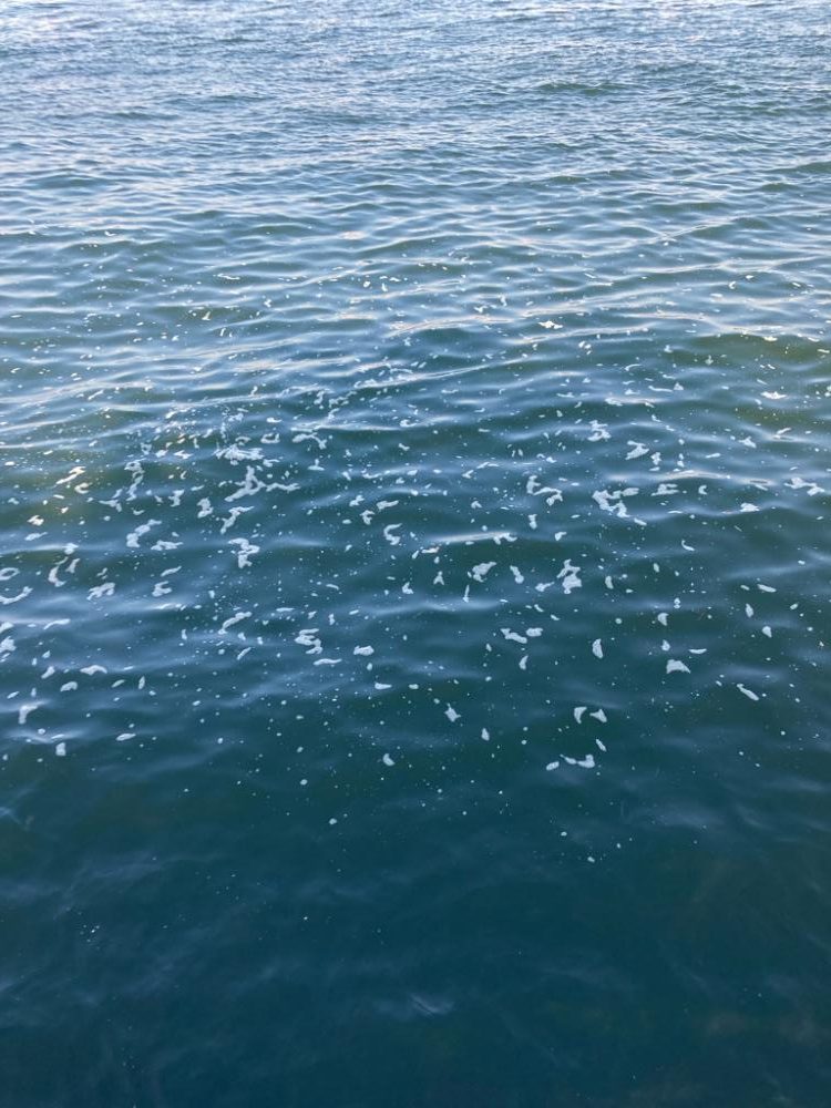 青牙不在。何とかギリメジロ1本。。