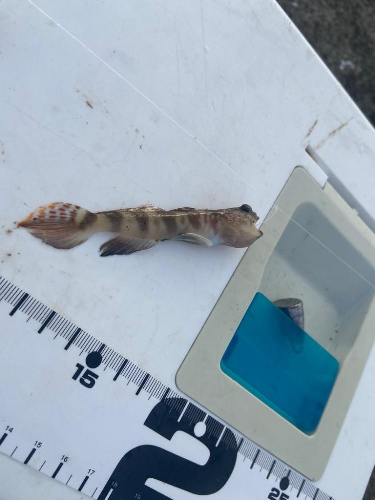 ちょい投げシロギスタのさらばディアルーナ