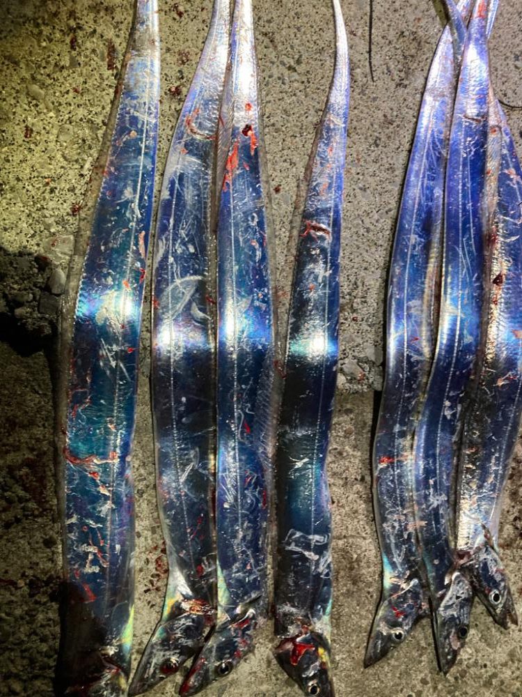 太刀魚7匹