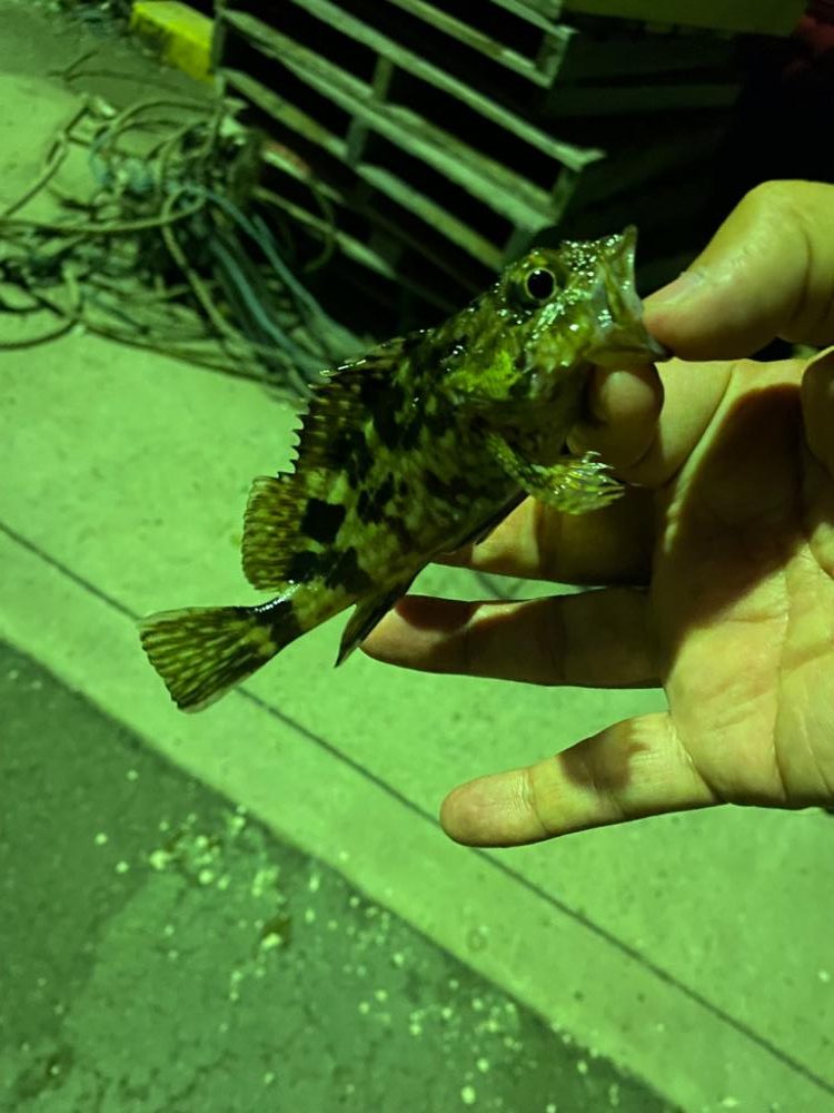 メバリング2023①