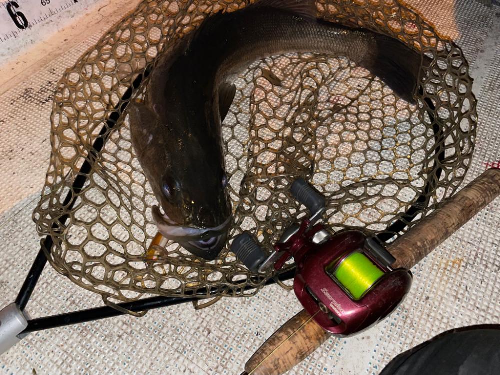 ボートシーバス