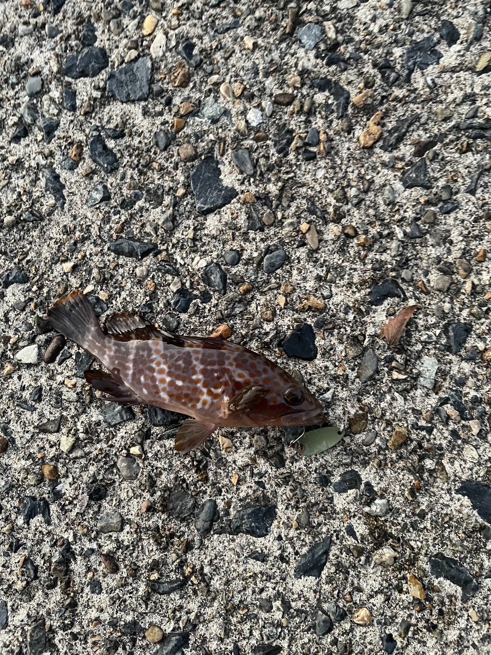 五目ライトゲーム