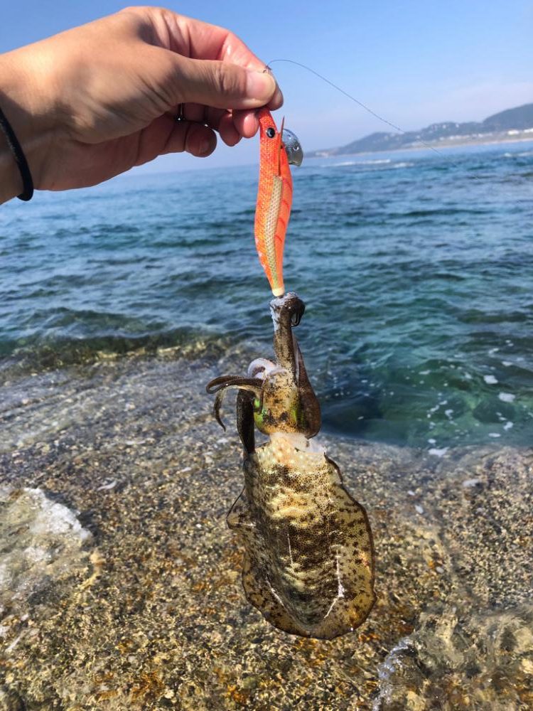 【みなべ〜田辺エリア】地磯歩き