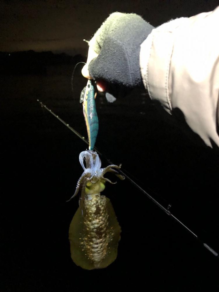 【姫路エリア】今年初のヒイカエギング