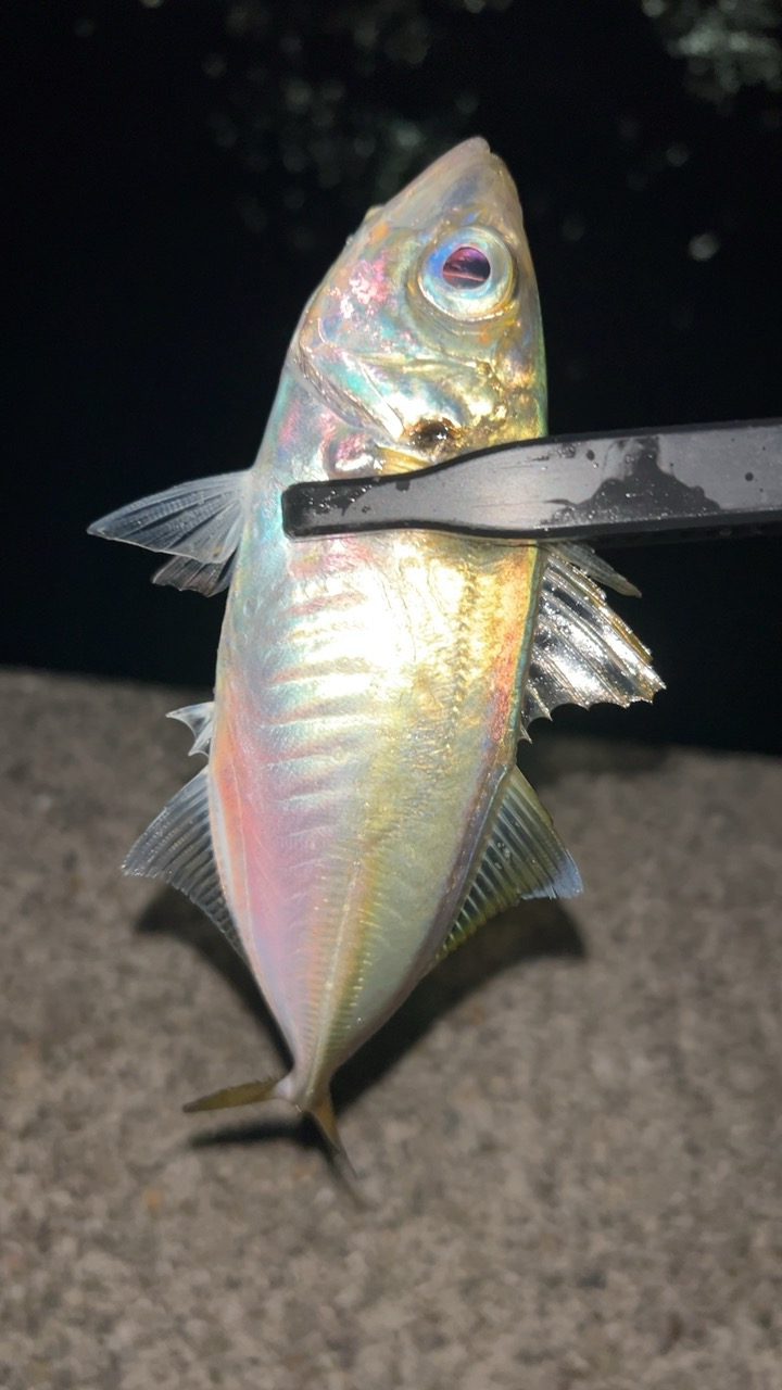 またまたアジングで六目達成♪