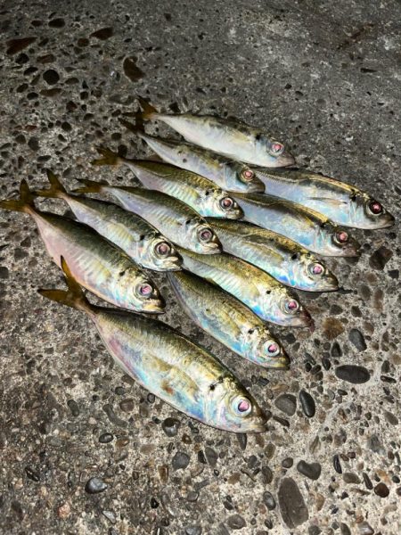 中アジ探して‥