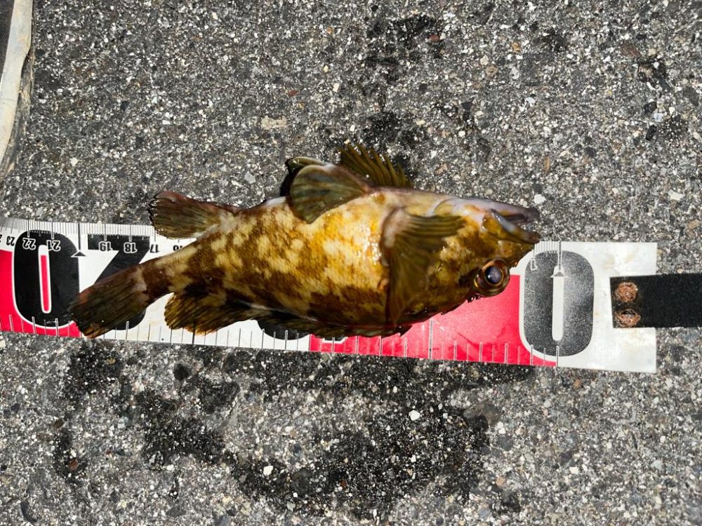 三重県北部湾奥ライトゲーム