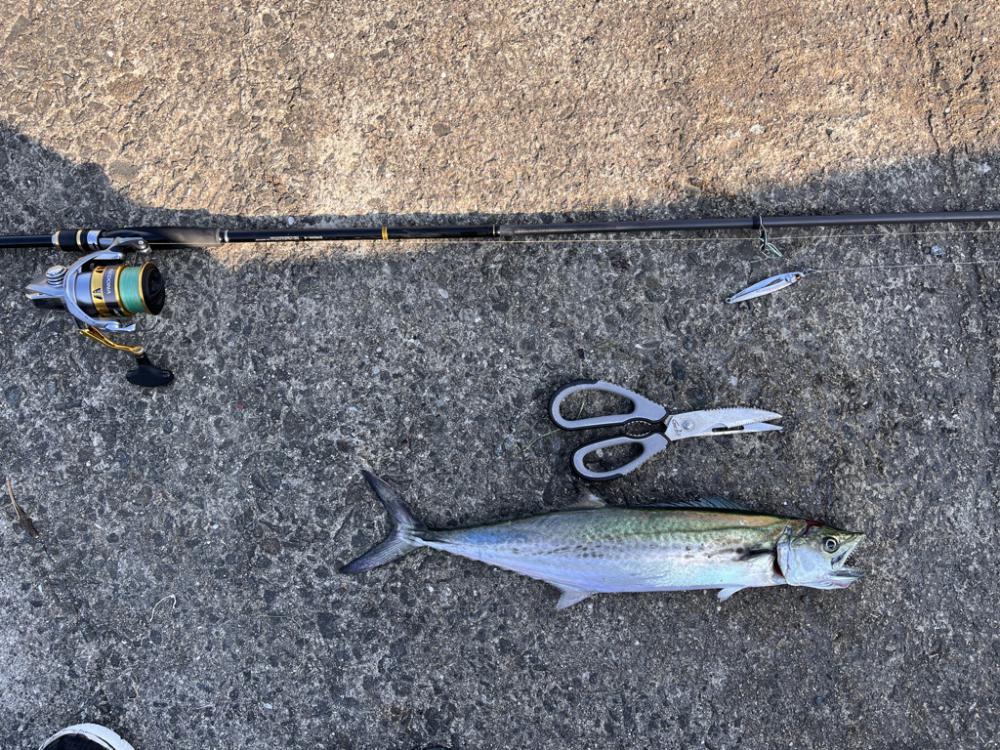 ボラが多すぎて。。