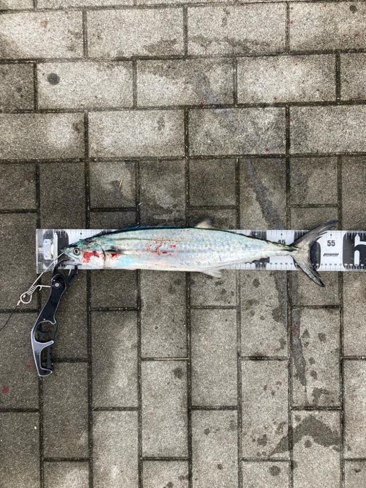 鰆87cm♪青牙ハットトリック🎶