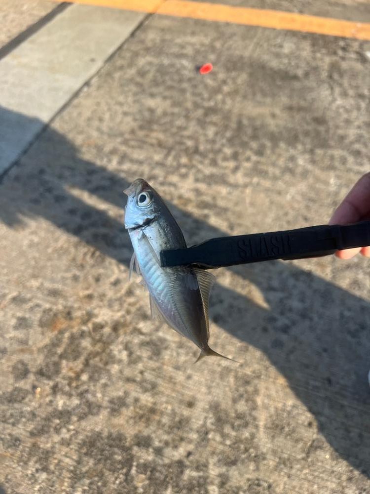 子供達とサビキ