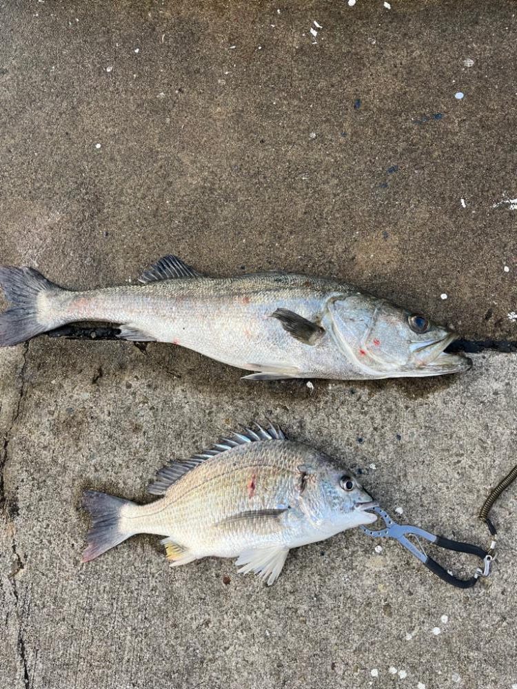 大アジやスズキが釣れました