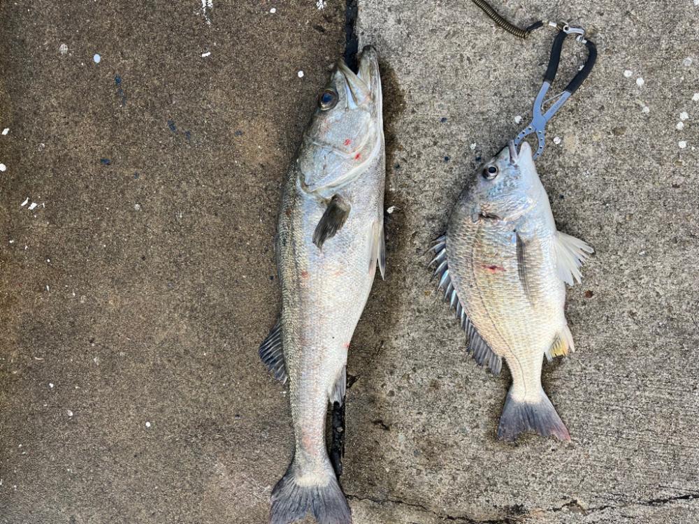 大アジやスズキが釣れました